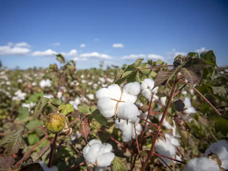 Agriculture farmland in chennai
