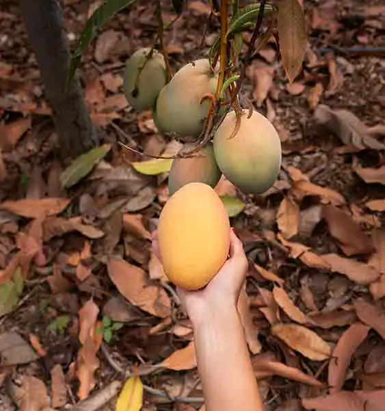 Agriculture land for sale in chennai