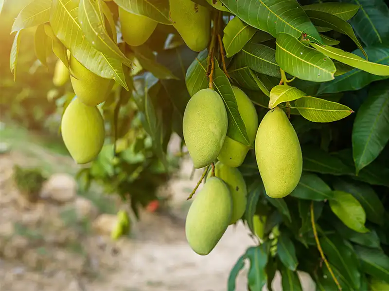 Agriculture farmland in chennai