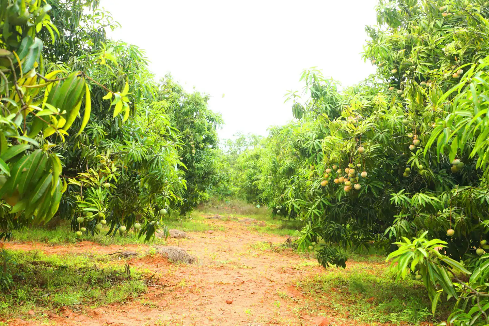 Mango farm land for sale in chennai
