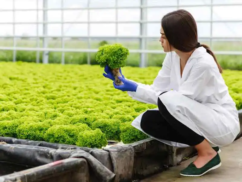 Agriculture farmland in chennai